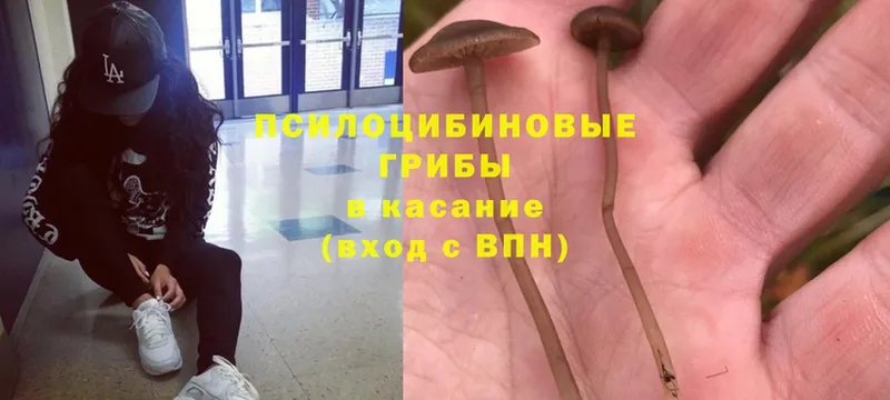 Псилоцибиновые грибы Psilocybe Ржев